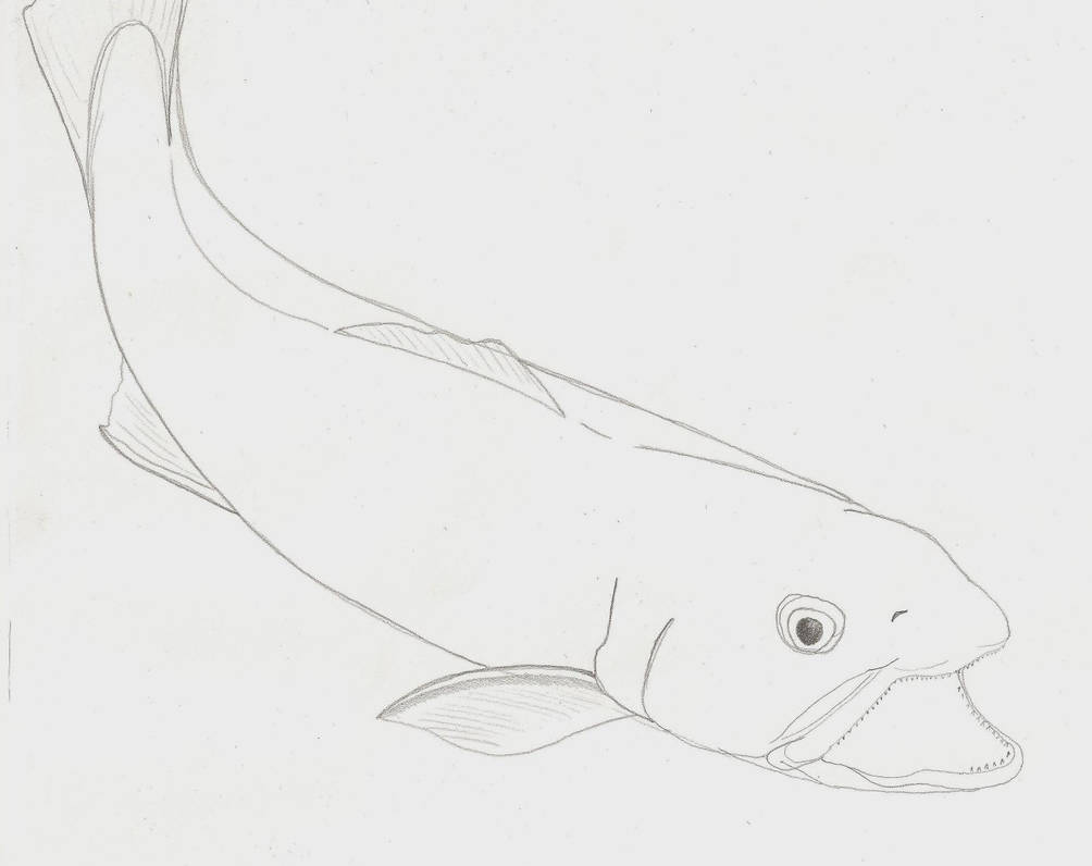 Brookie sketch by Weird-Duck on DeviantArt