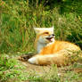 Happy Fox