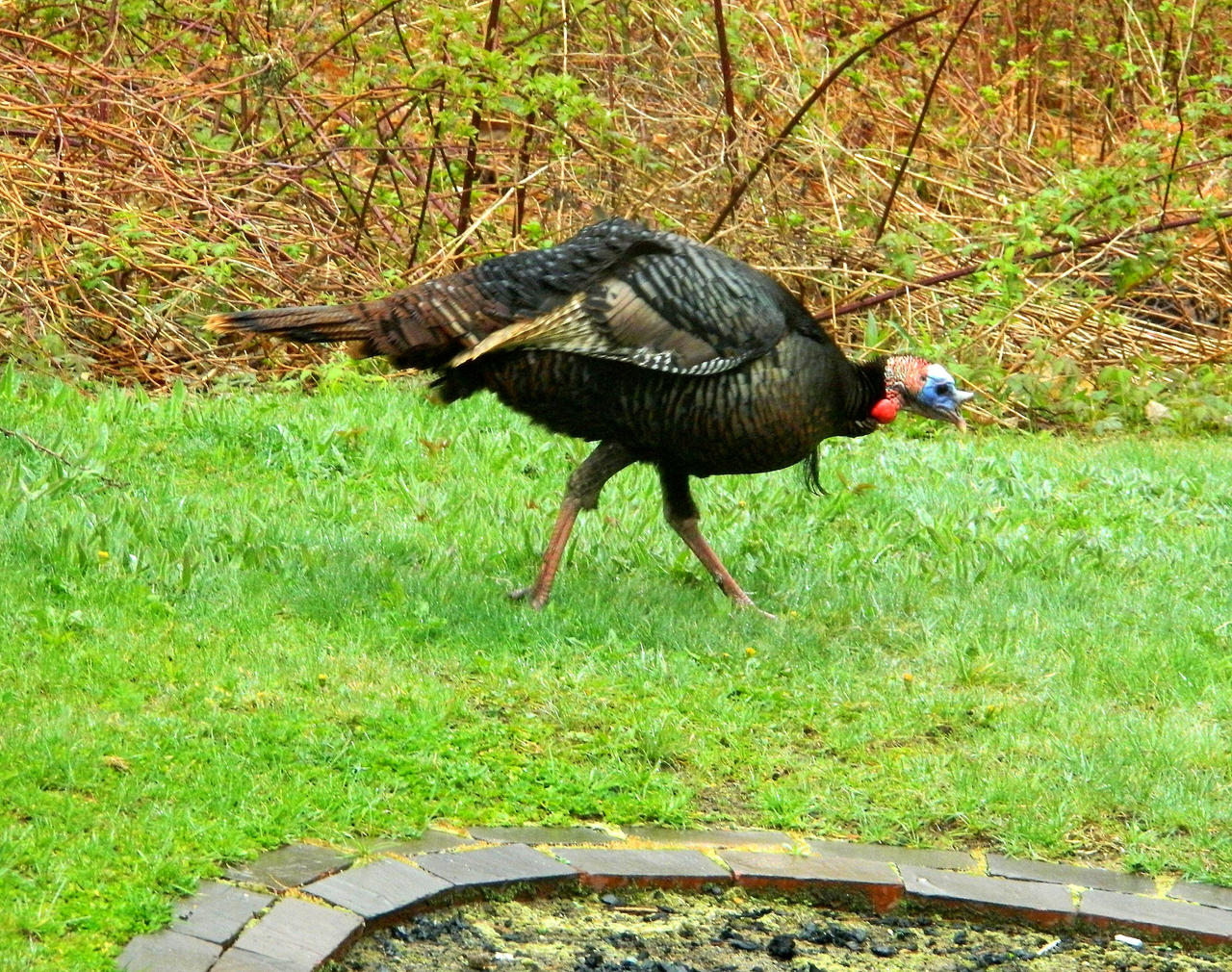 Tom Turkey Tom Turkey II by Weird-Duck on DeviantArt