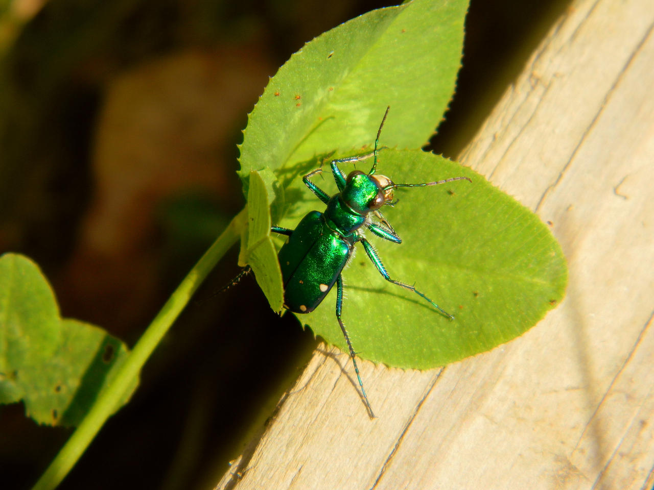 Tiger Beetle on Clover