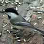 Black-Capped Chickadee