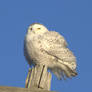 Snowy Owl II