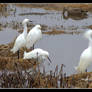 Snowy Egrets