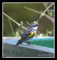 Yellow Rumped Warbler