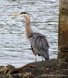 Great Blue Heron Fluffing