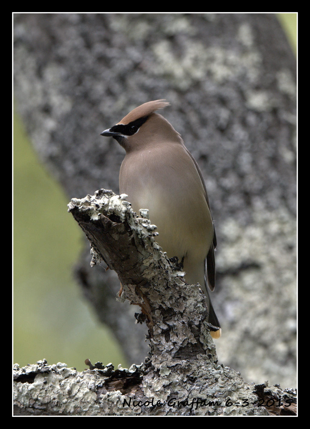 Cedar Waxwing