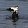 The Dabbling Diving Duck