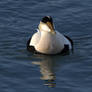 Common Eider Stretching