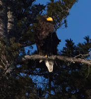 Steller's Sea Eagle