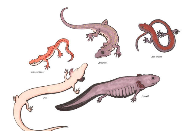 Salamanders