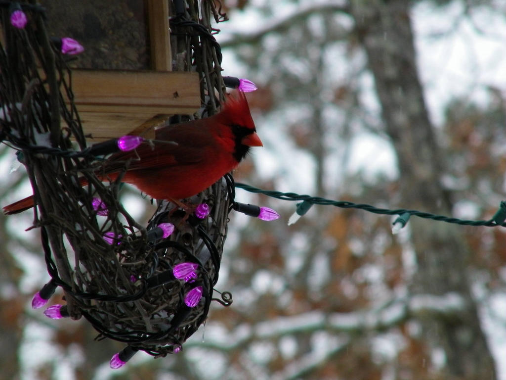 Winters Feeding