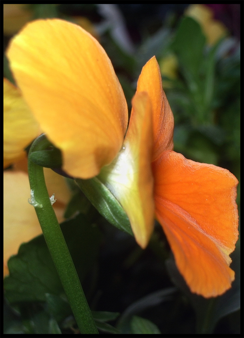 Lovely Orange flower