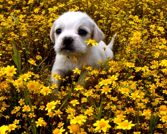 Little white puppy