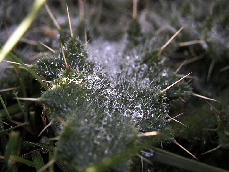 Dew Drops