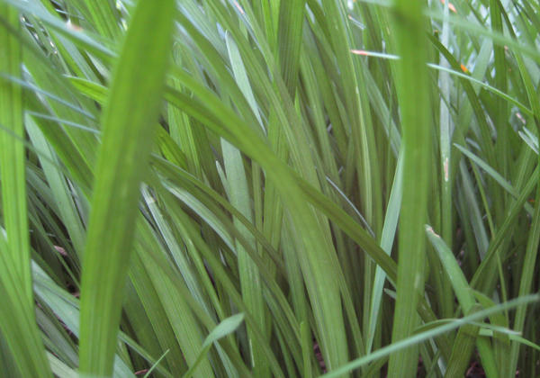 Grass Texture 1-Side Closeup