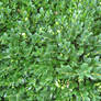 Leaf Texture 3-Bush