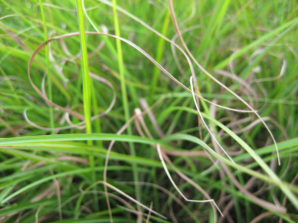 Grass Texture 4---Gone Wild