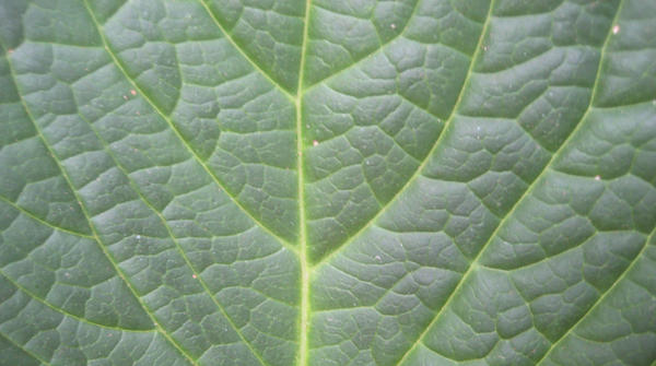 Leaf Texture 6---Single