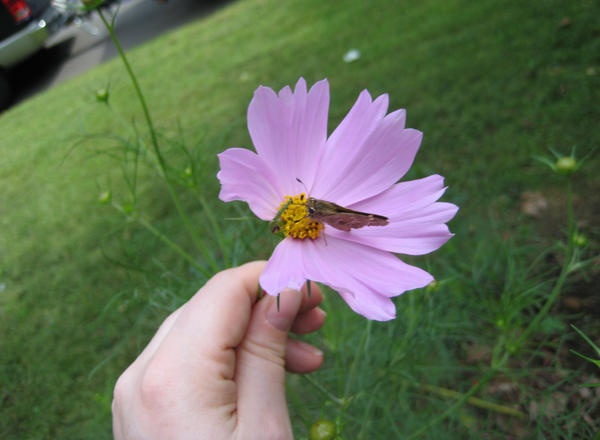 Moth on Flower