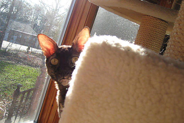 Peekaboo Cat by ErrantDreams