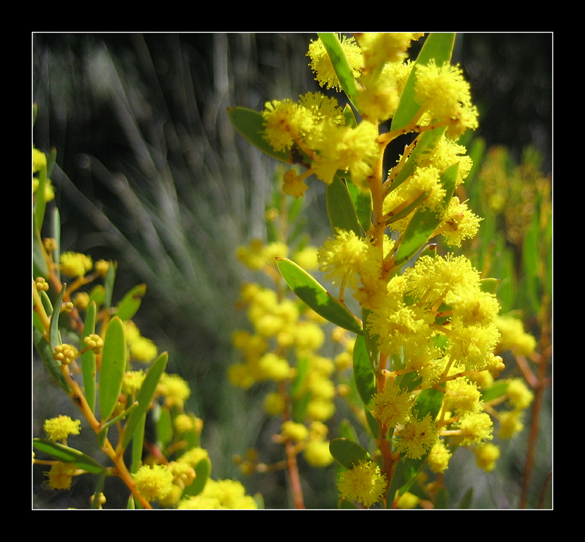 wattle