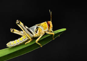 grasshopper