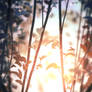 Warm light and leaves