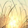 Blades of grass