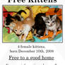 Free Kitten Flyer, ver. 2