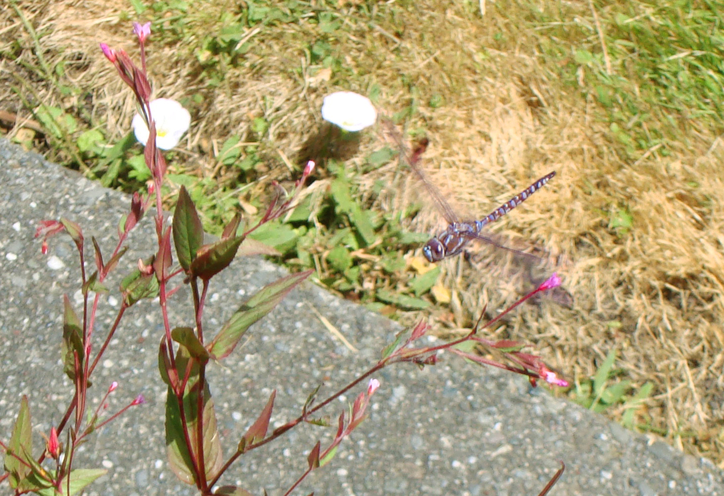 Hovering Beauty