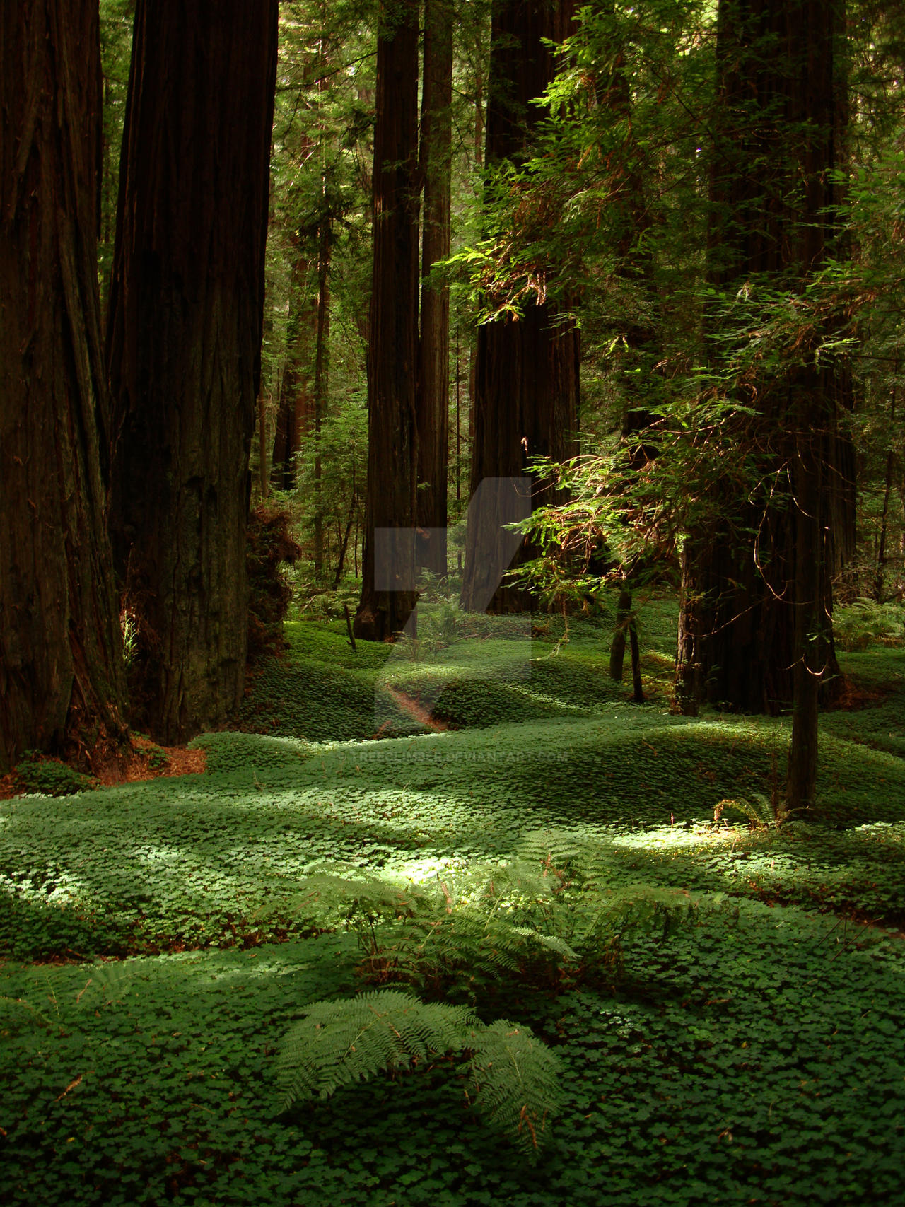 Sorrel Paths