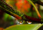 Luscious Autumn by TreeClimber