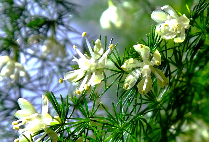 Asparagus Fern Flower 4