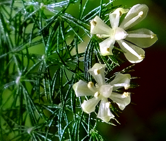 Asparagus Fern Flower 7