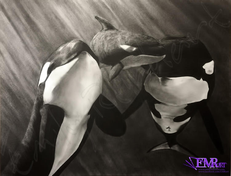 Orcas - SOLD
