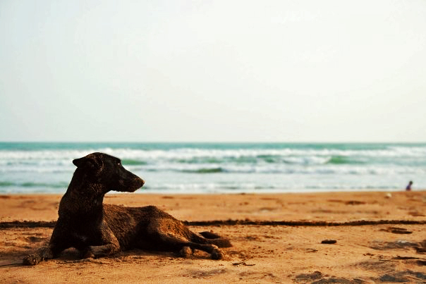 dog n beach