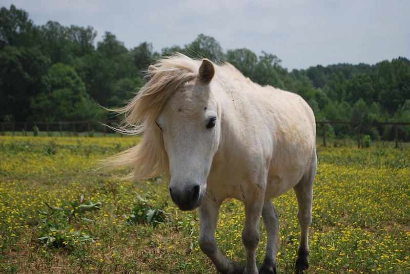 Miniature Horse 16