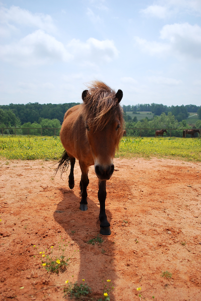 Miniature Horse 19