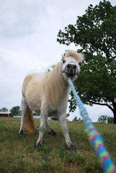 Miniature Horse 21