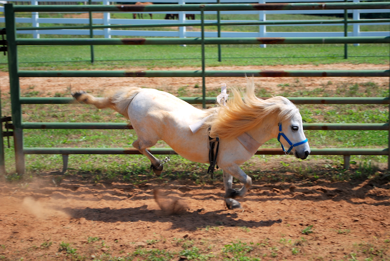 Miniature Horse 57