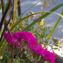 Fuchsia Pink Flower