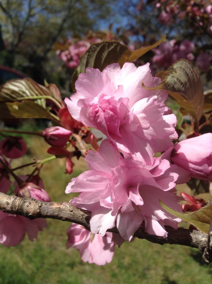 Beautiful Sakura