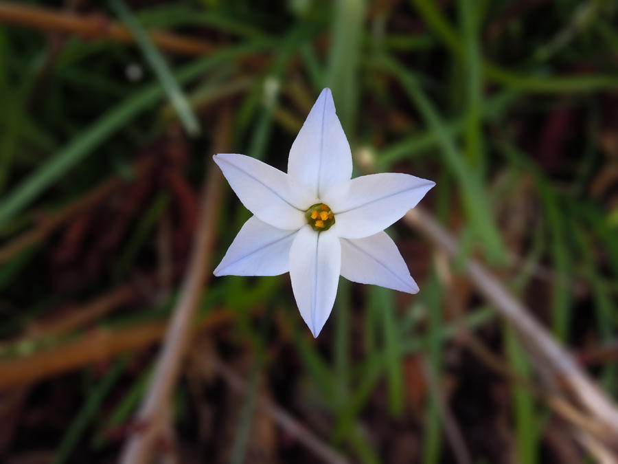 Spring Satar spring star by chrislee2203 on DeviantArt