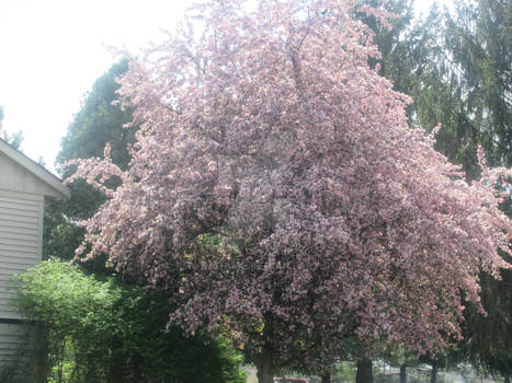 Sakura Tree