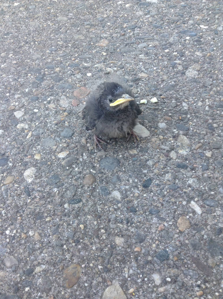 Fluffy Trouble by GeineaLombax on DeviantArt