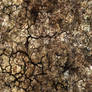 Ground_Texture_0001