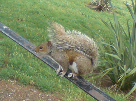 Squirrel