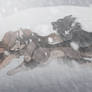 Wolves Through Snow