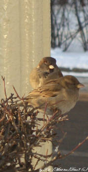 Two sparrows