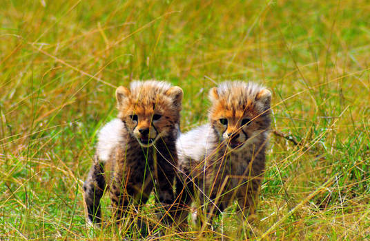 Cheeta Cubs